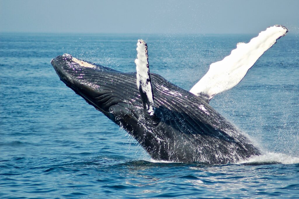 Whale breeching.
